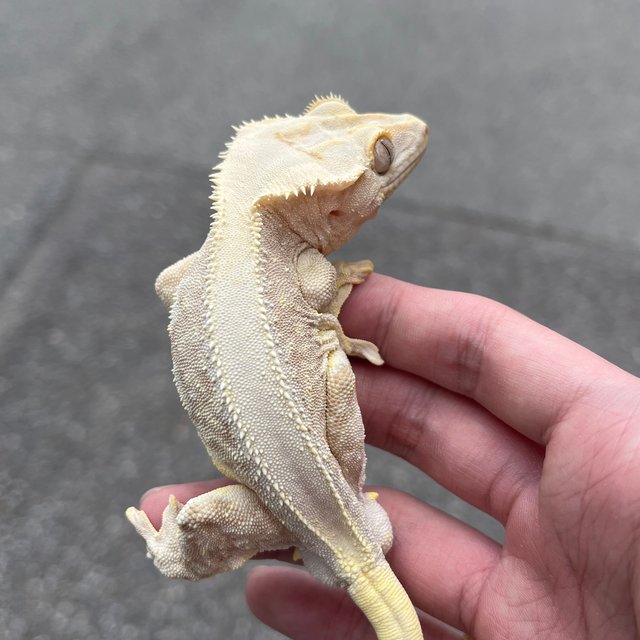 Solid Back Lilly 100% Het Axanthic