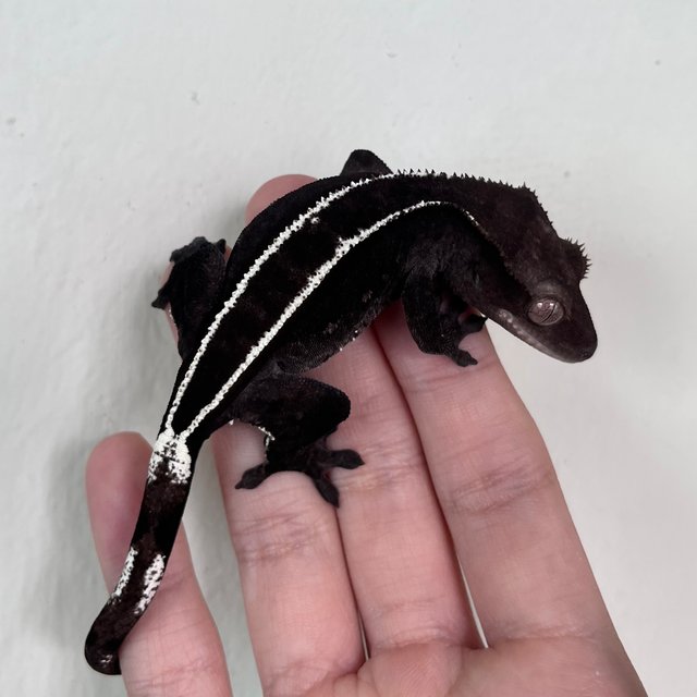 White Pin Axanthic Full Pinstripe