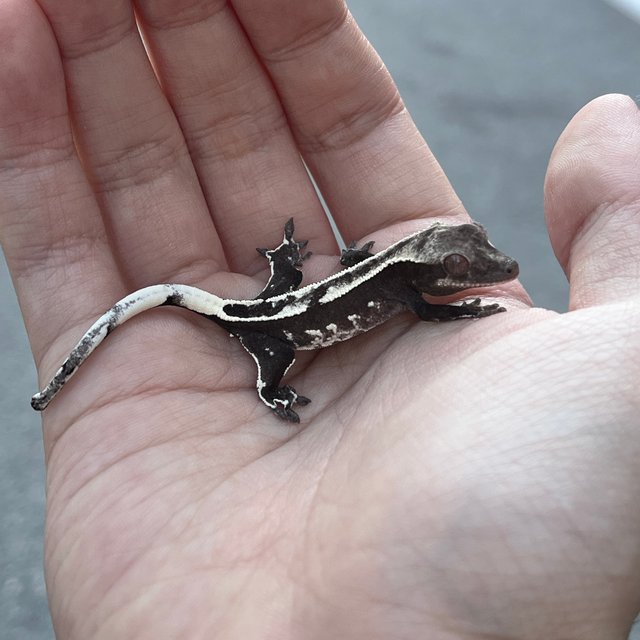 White Spot Axanthic