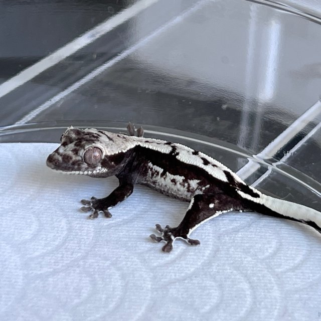 Axanthic Quad White Spot