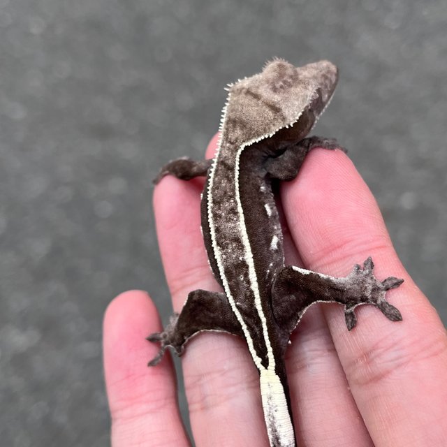 Axanthic Full Pinstripe