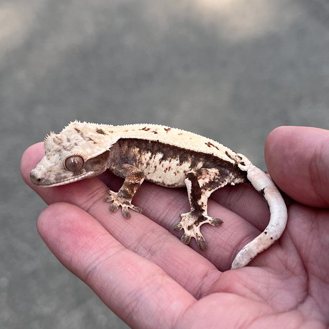 100% Het Axanthic Sable Quad White Spot