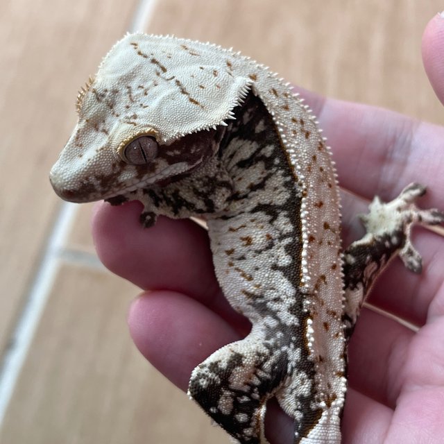 100% Het Axanthic White Spot