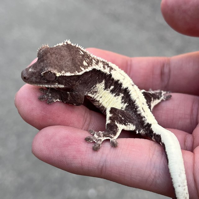 Lilly Axanthic Axanthic LW Sable Sable