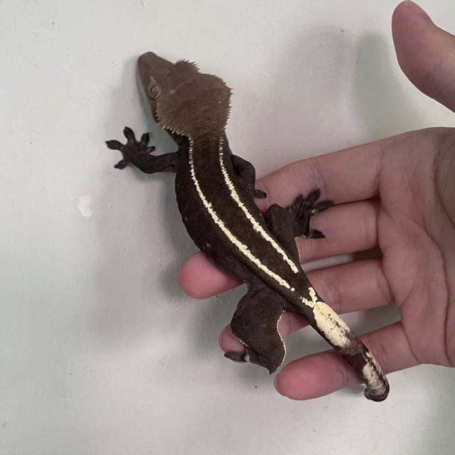 Full Pinstripe Axanthic