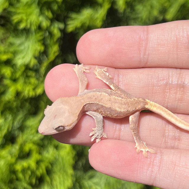 Lilly White Hypo