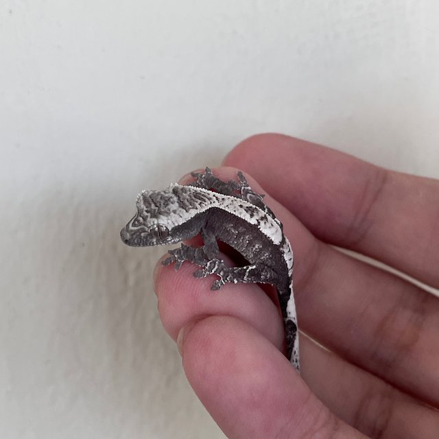 화이트 카푸치노 아잔틱