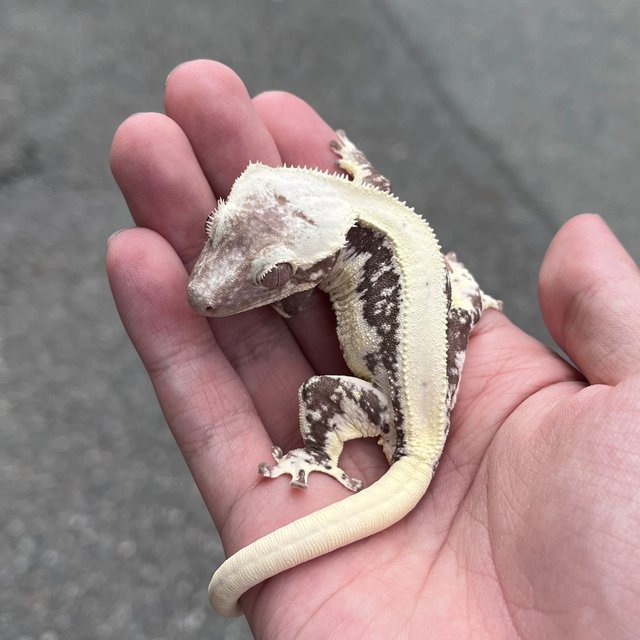 Solid Back White Spot Drippy Lilly Axanthic