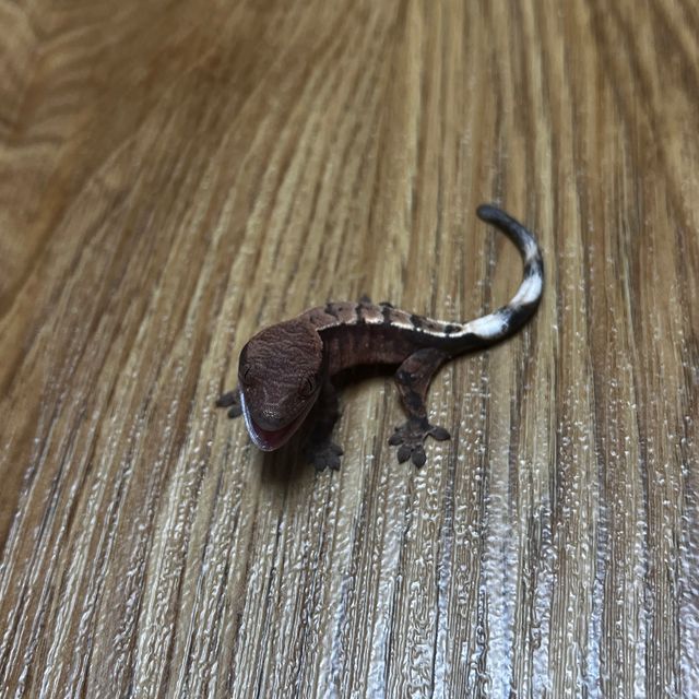 세이블