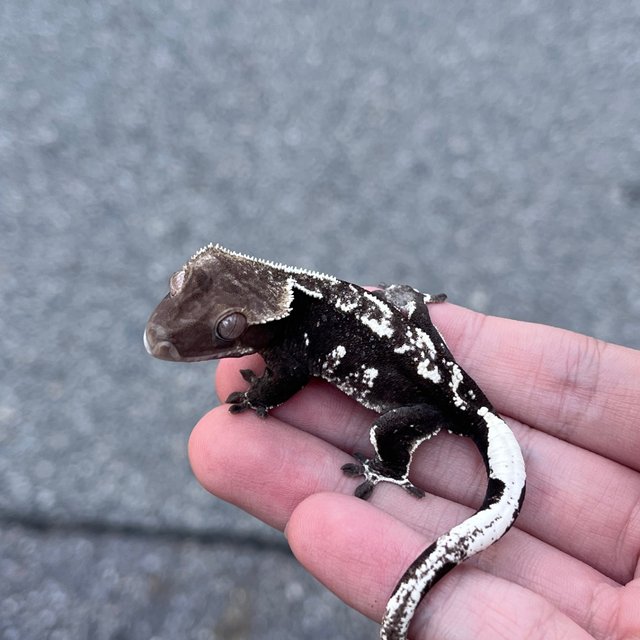 Axanthic White Spot