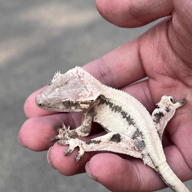 100% Het Axanthic Lilly 100% Het Axanthic LW Sable