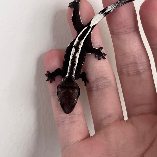 Dark White Pin Axanthic
