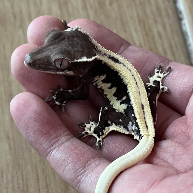 Lilly Axanthic Super Stripe