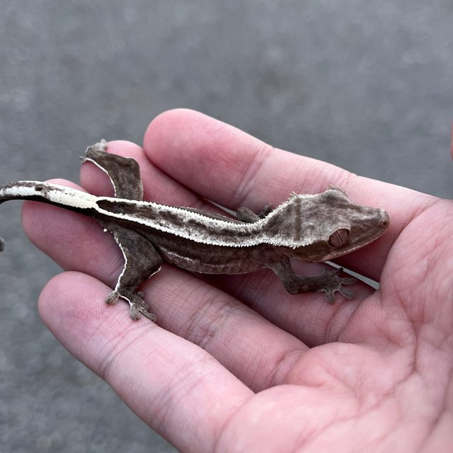 Super Stripe Full Pinstripe Quad Axanthic