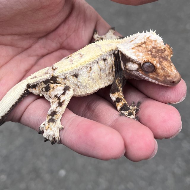 Drippy Sable White Spot