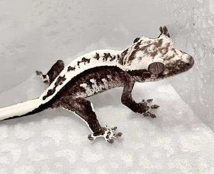 Axanthic