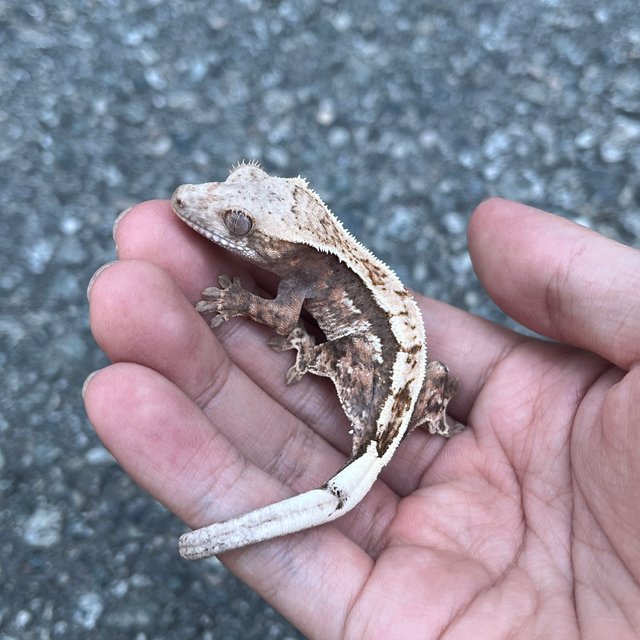 100% Het Axanthic Sable