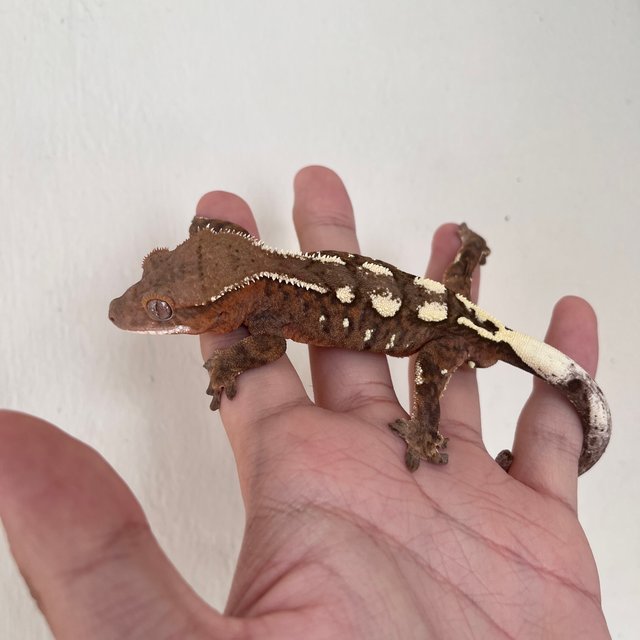 세이블 100%헷아잔틱