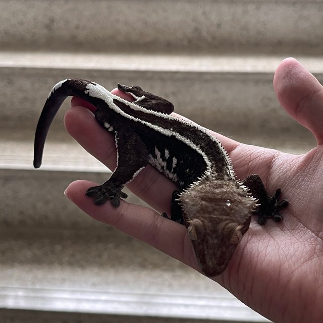 Full Pinstripe Axanthic White Spot