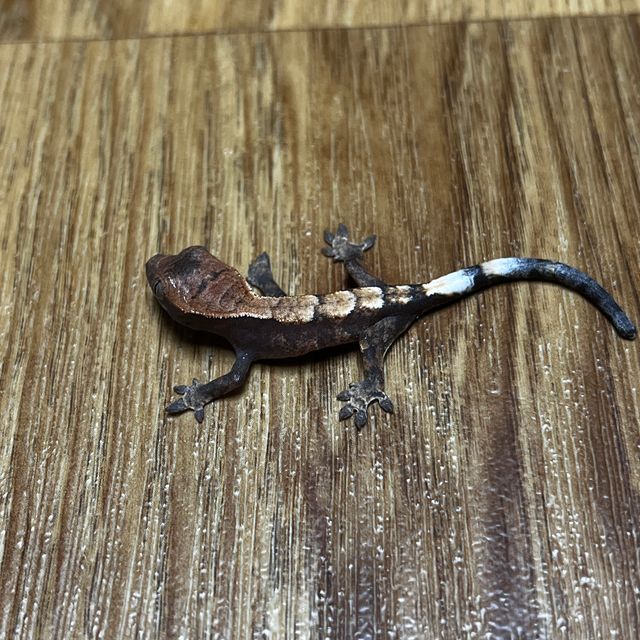 세이블