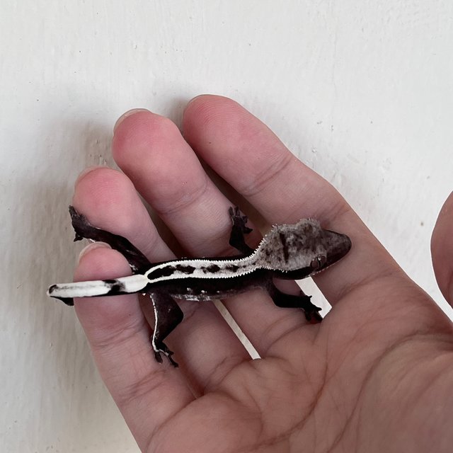 아잔틱 화이트스팟 화이트 풀핀