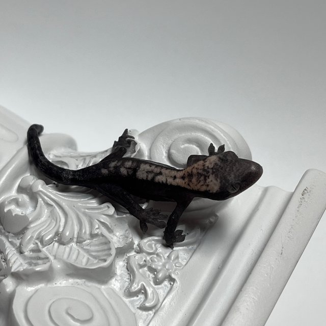 다크 슈퍼 세이블