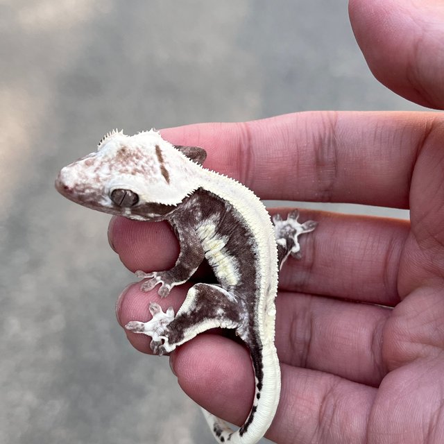 Lilly Axanthic Drippy Solid Back