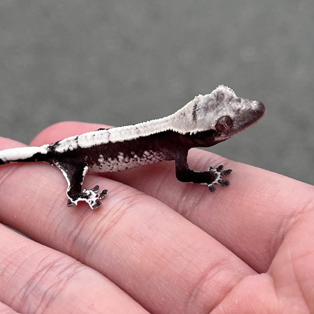 Axanthic White Spot