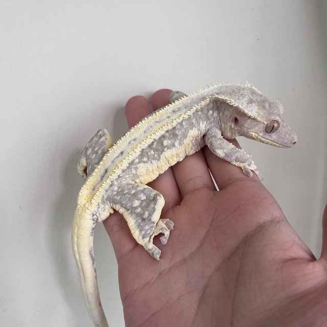 Drippy White Spot Lilly Axanthic