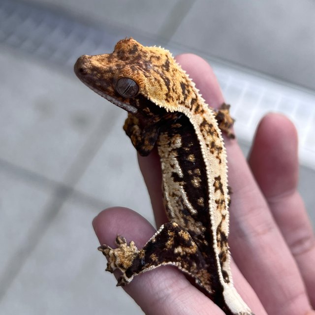 White Spot 100% Het Axanthic