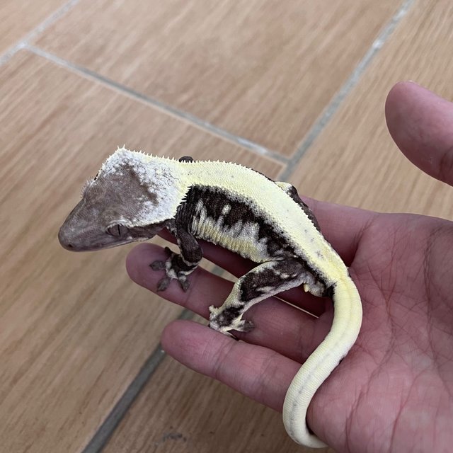 Drippy Lilly Axanthic Solid Back
