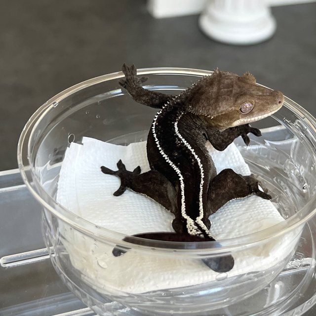 Axanthic Full Pinstripe Super Stripe Quad