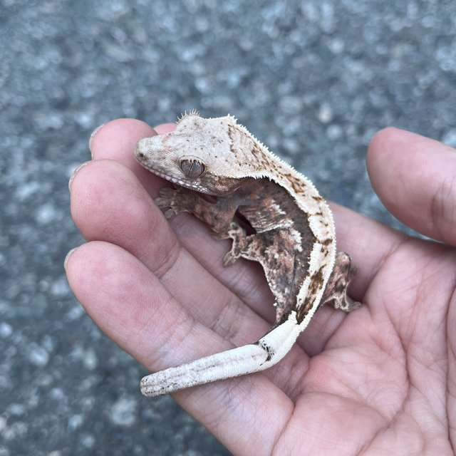 100% Het Axanthic Sable