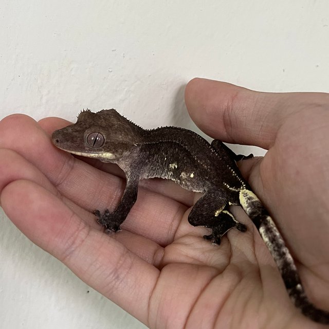 Axanthic