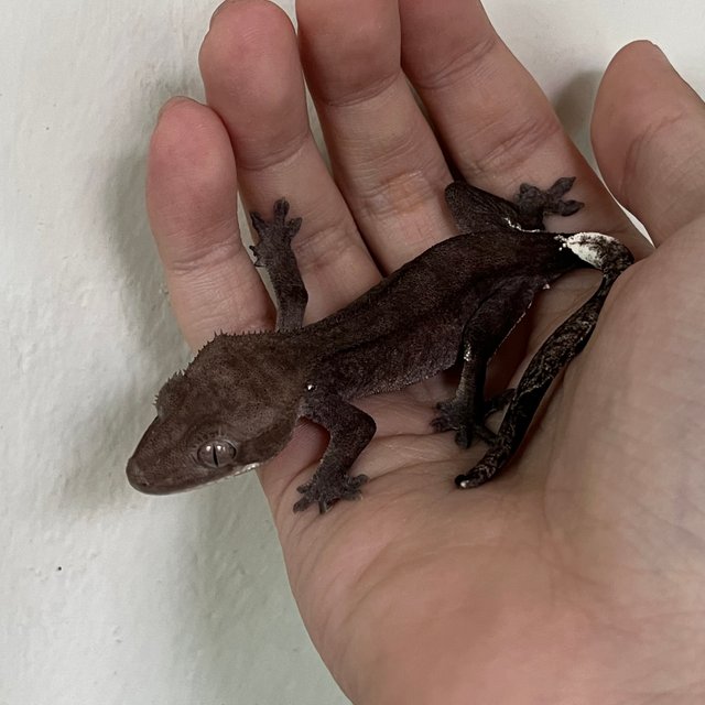 Axanthic