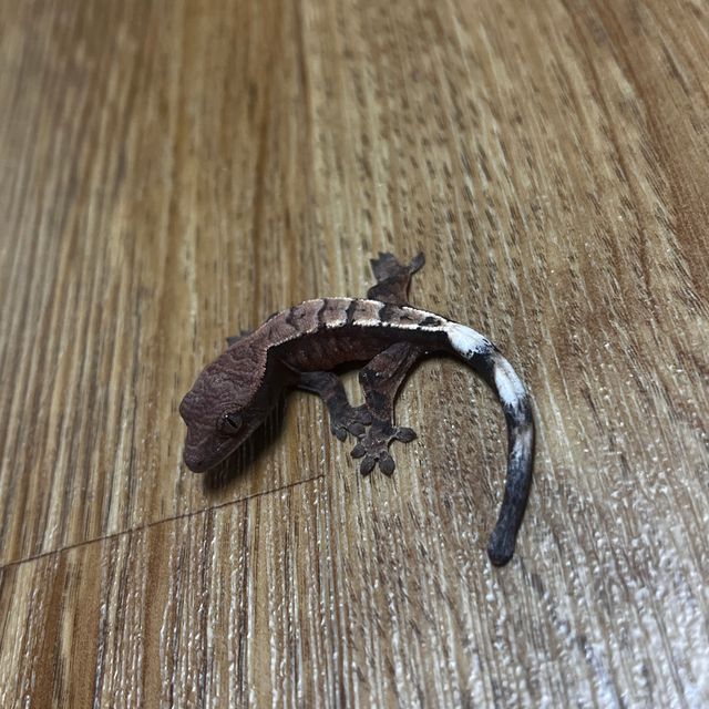 세이블