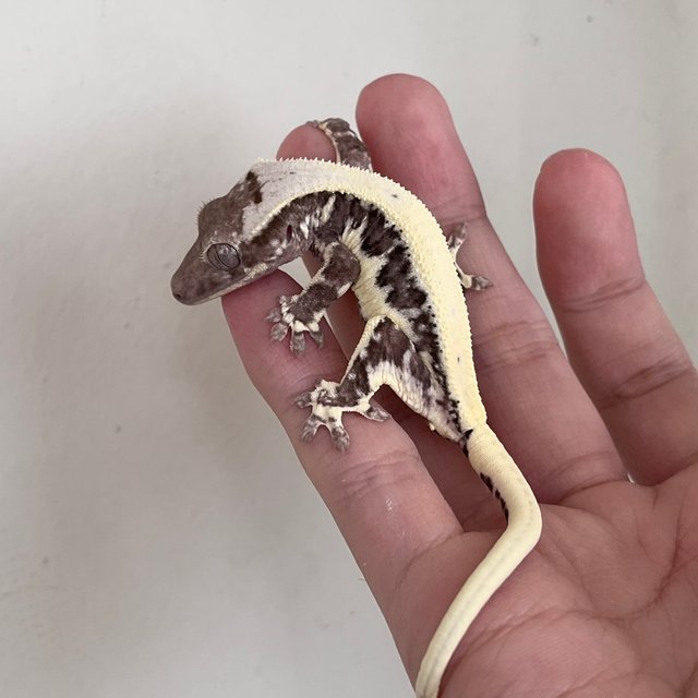 릴잔틱 솔리드백