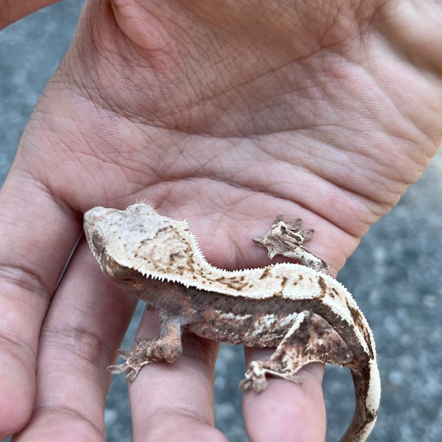 100% Het Axanthic Sable