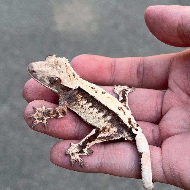 100% Het Axanthic Sable Quad White Spot