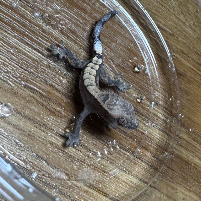 세이블