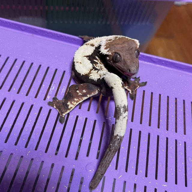 세이블