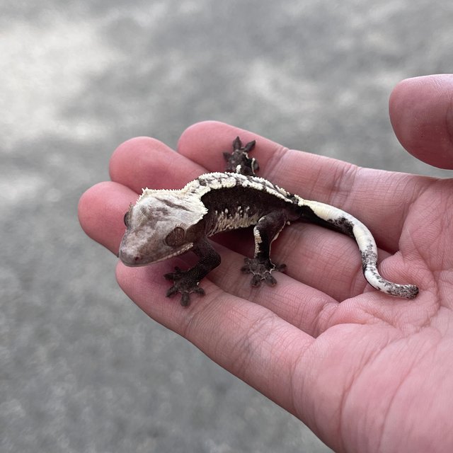 Axanthic White Spot