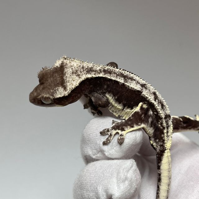 다크 릴잔틱