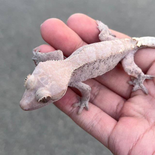 Hypo Cappuccino