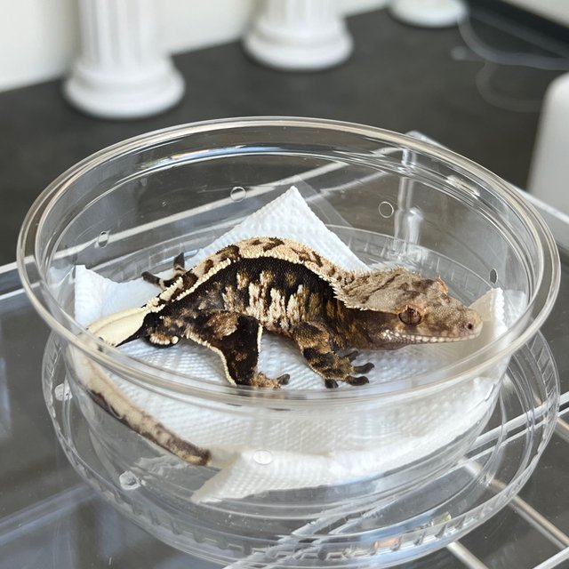 White Spot 100% Het Axanthic