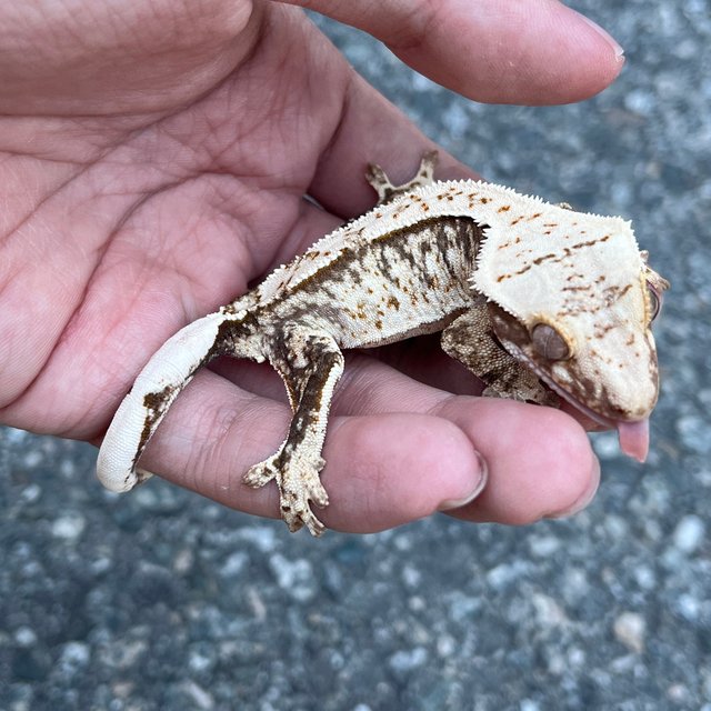 100% Het Axanthic White Spot
