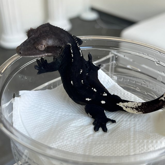 Axanthic Dark