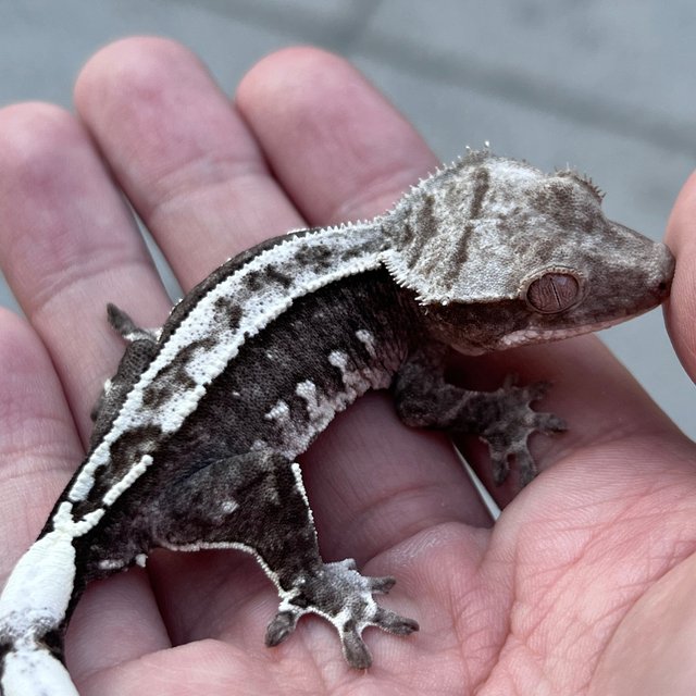 White Spot Axanthic