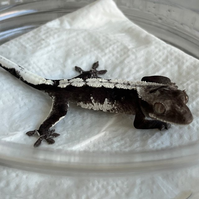 White Spot Axanthic