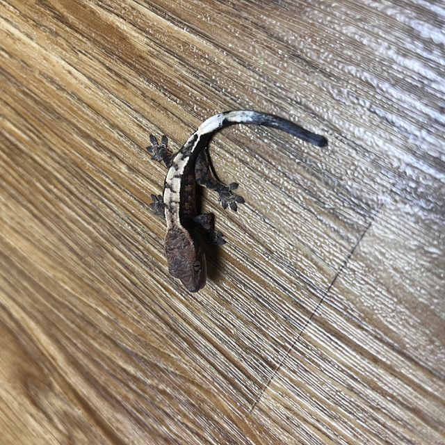 세이블